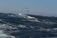 Alabatros boven stormachtige zee