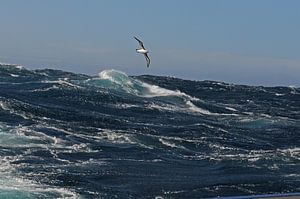Alabatros sur une mer houleuse