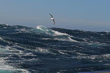 Stormy Sea and Albatros by Peter Zwitser