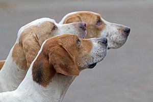 Foxhounds 3 of a kind sur Wybrich Warns