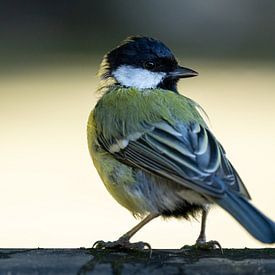Kohlmeise blickt zurück von Anges van der Logt