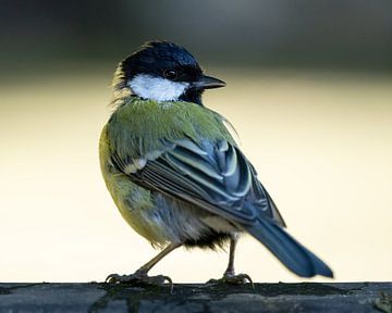 Koolmees kijkt achterom van Anges van der Logt