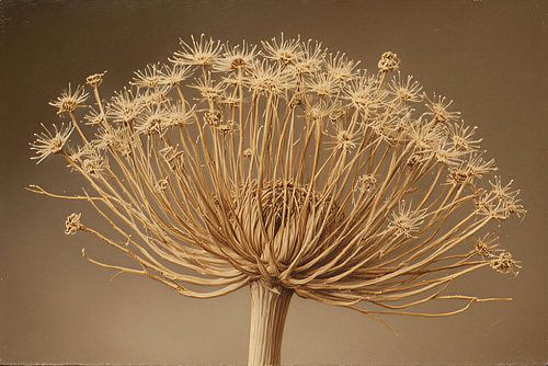 Een stilleven van een berenklauw op licht donker bruine achtergrond.