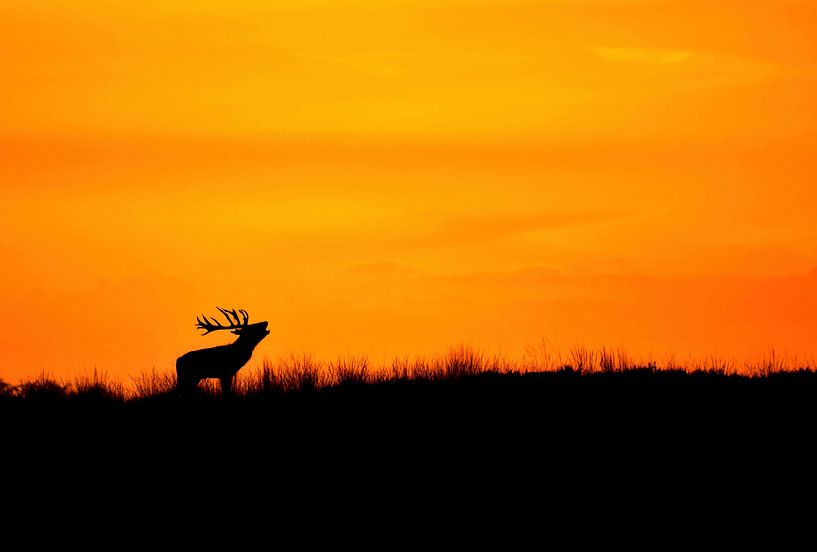 Red deer at sunset by Diederik Kwakkel