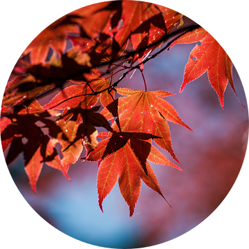 Rood esdoornblad tegen een blauwe lucht als achtergrond van Simone Janssen