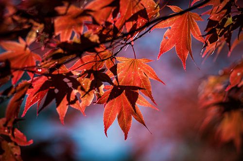 Rotes Ahornblatt vor einem blauen Himmel als Hintergrund