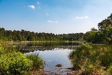 Zicht over een ven in Oisterwijk op een zomerdag. van René Ouderling