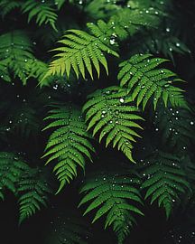 Fern close up