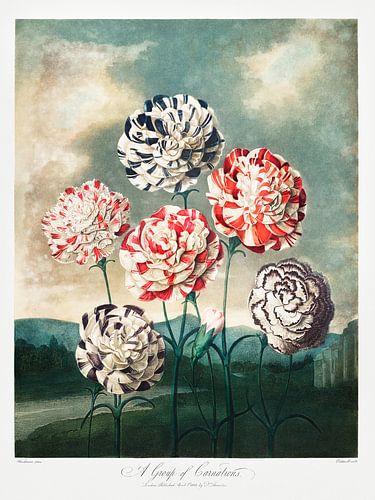 Robert John Thornton - A Group of Carnations