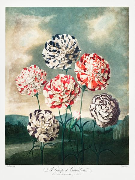 Robert John Thornton - A Group of Carnations by Old Masters