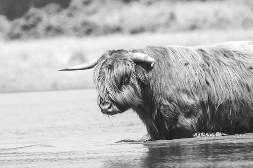 Highlander écossais