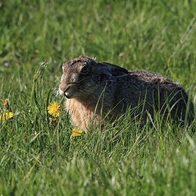 Feldhase (Lepus europaeus) Insel Texel Holland von Frank Fichtmüller