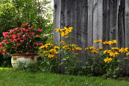 Flowers in the garden