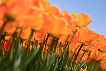 Tulipes hollandaises en pleine floraison au printemps sur gaps photography