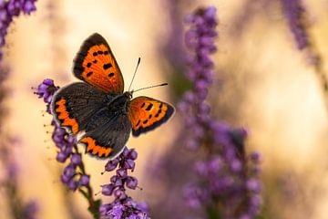 Petit papillon sur un buisson de bruyère sur Bastian Boogaard