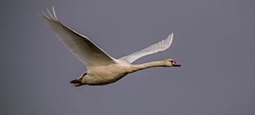 Mute swan. by Robert Moeliker