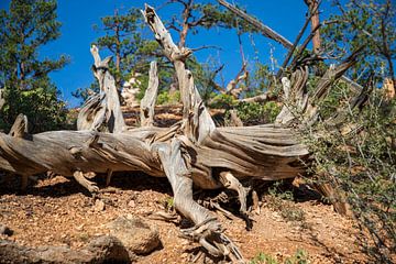 De dode boom in Mossy Cave van Ton Tolboom