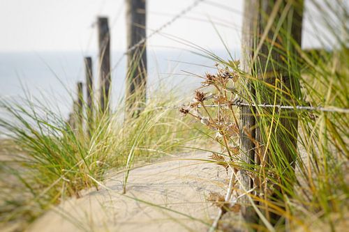 dune sur la plage