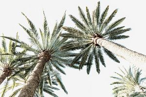 Palmes en couleur. Art numérique. sur Alie Ekkelenkamp