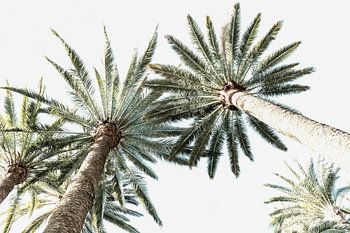 Palmen in kleur. Landen & reizen. Botanische prenten.