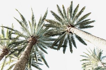 Palmen in Farbe. Digitale Kunst. von Alie Ekkelenkamp