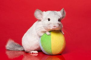 Chinchilla