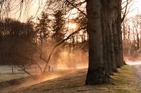Forest Trees in Foggy Morning Light