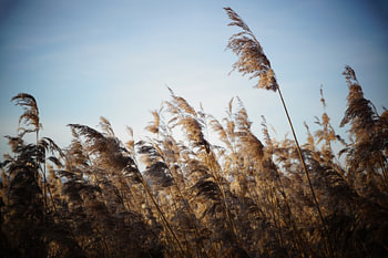 Reed 2