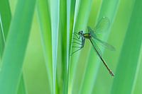 Waterjuffer in het groen