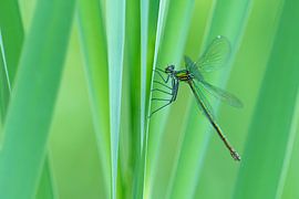 Selbstfliege in Grün von Elbert-Jan Achterberg
