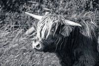 Schottischer Highlander