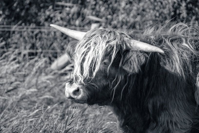 Highlander écossais par StudioFocus