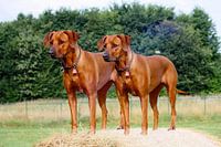 Rhodesian Ridgeback
