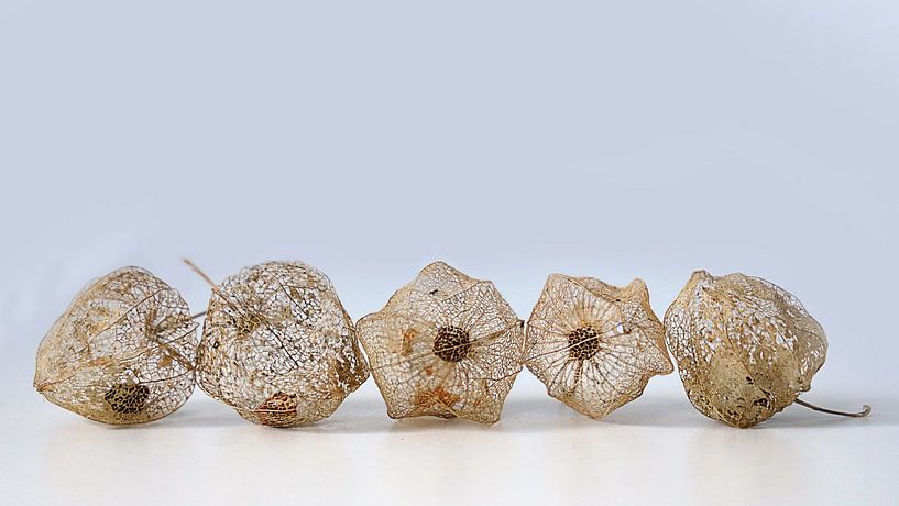 lantern plant by Henk Langerak