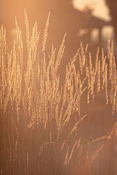 gouden grassen van Thomas Heitz