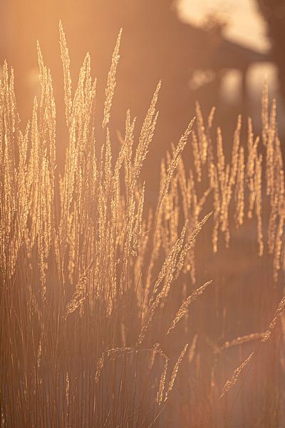 golden grasses by Thomas Heitz