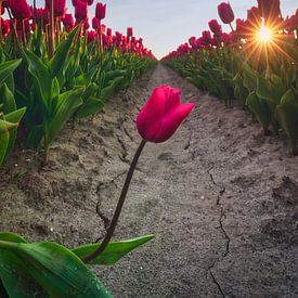 Tulip field during sunset
