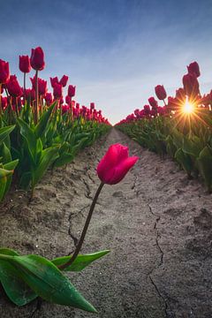 Champ de tulipes au coucher du soleil sur Original Mostert Photography