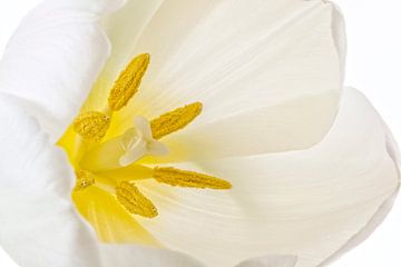 Tulpe von Tanja van Beuningen