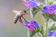 Biene auf Blüte von Dennis Eckert Miniaturansicht