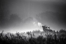 Burlend Edelhert by Martin de Bock