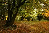 Kleurenpracht in de herfst