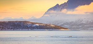 Delfine in einem Fjord von Sander Meertins