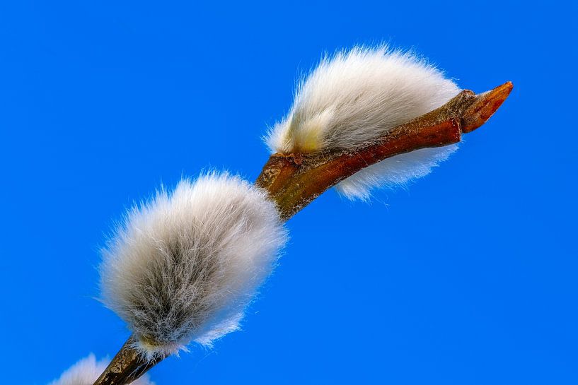 Macro de chatons de palmier par ManfredFotos
