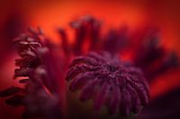 Innere Welt