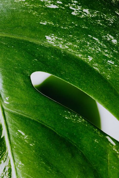 Monstera by Hello Pompoyo