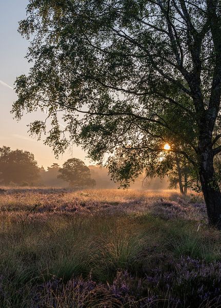 Wolfhezer heath part 13 by Tania Perneel