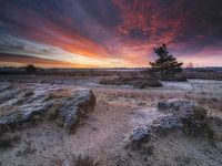 Loonse & Drunense dunes