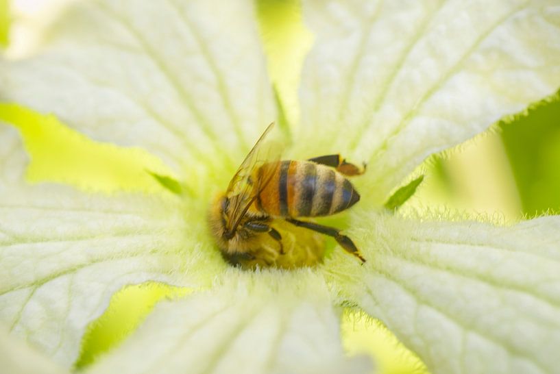 Honey Bee Foraging Squash Flower by Iris Holzer Richardson