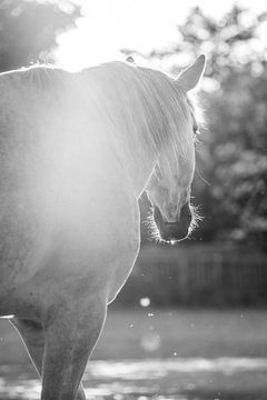 Kalm | zon | paard van Femke Ketelaar